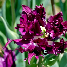 Black Parrot Tulip