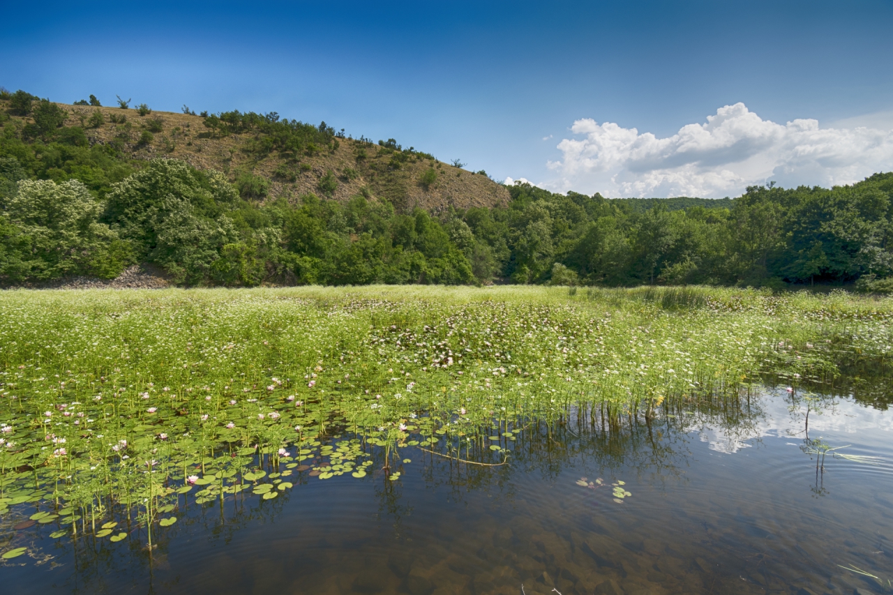 Езерото с водните лилии край село Летовник