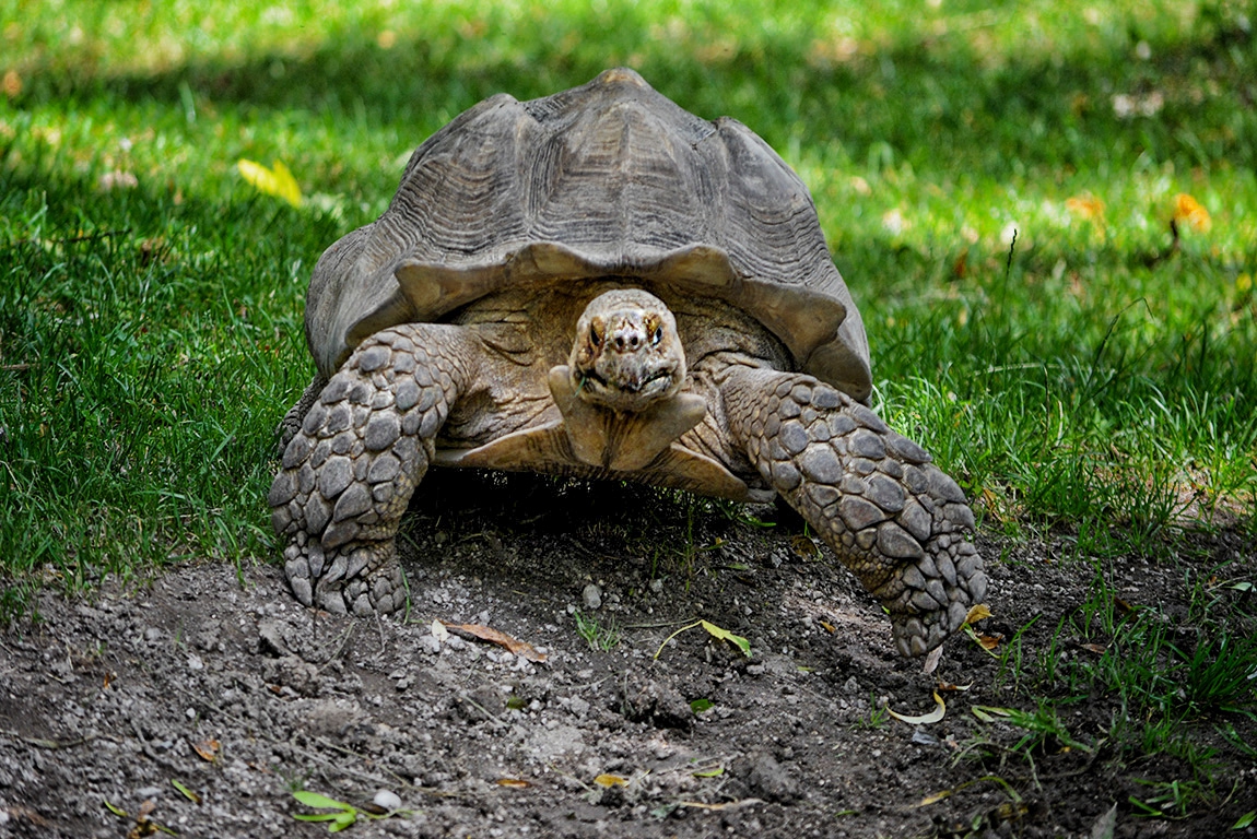 African spurred tortoise