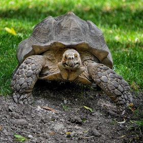 African spurred tortoise