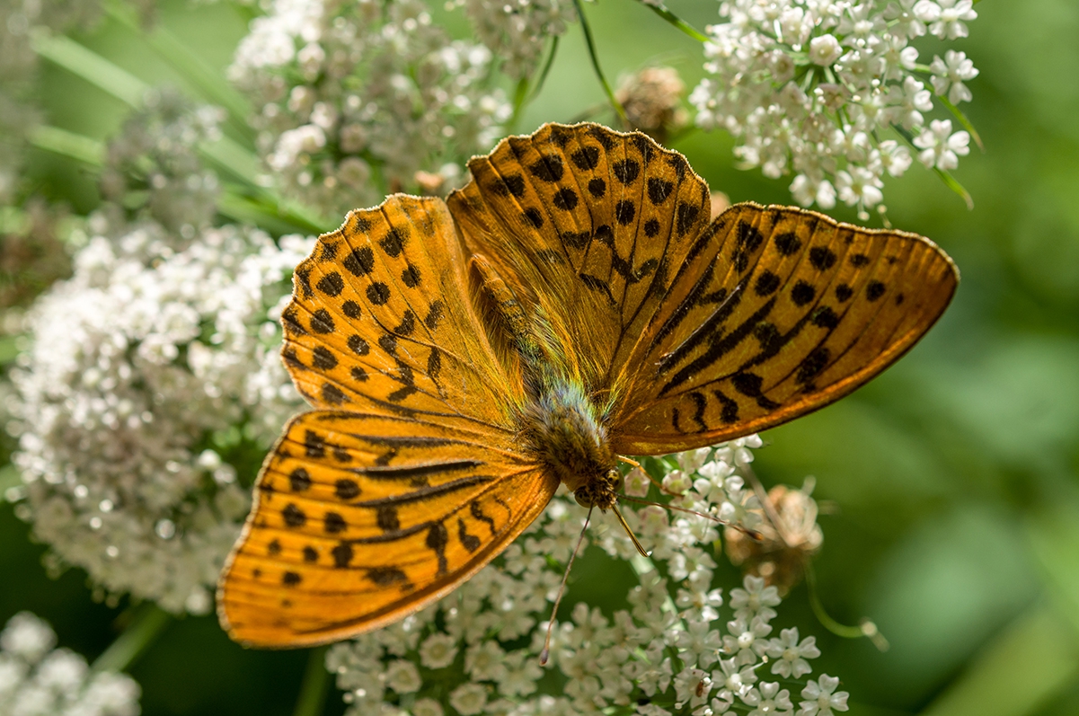 Argynnis paphia