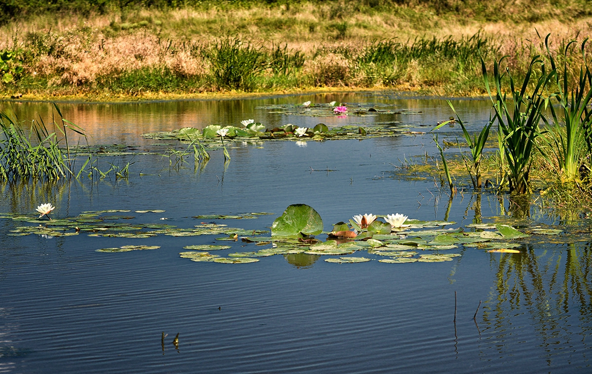 В гьолчето на село