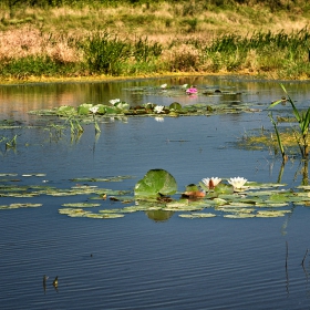 В гьолчето на село