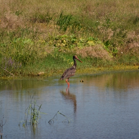 Ciconia nigra в селския гьол