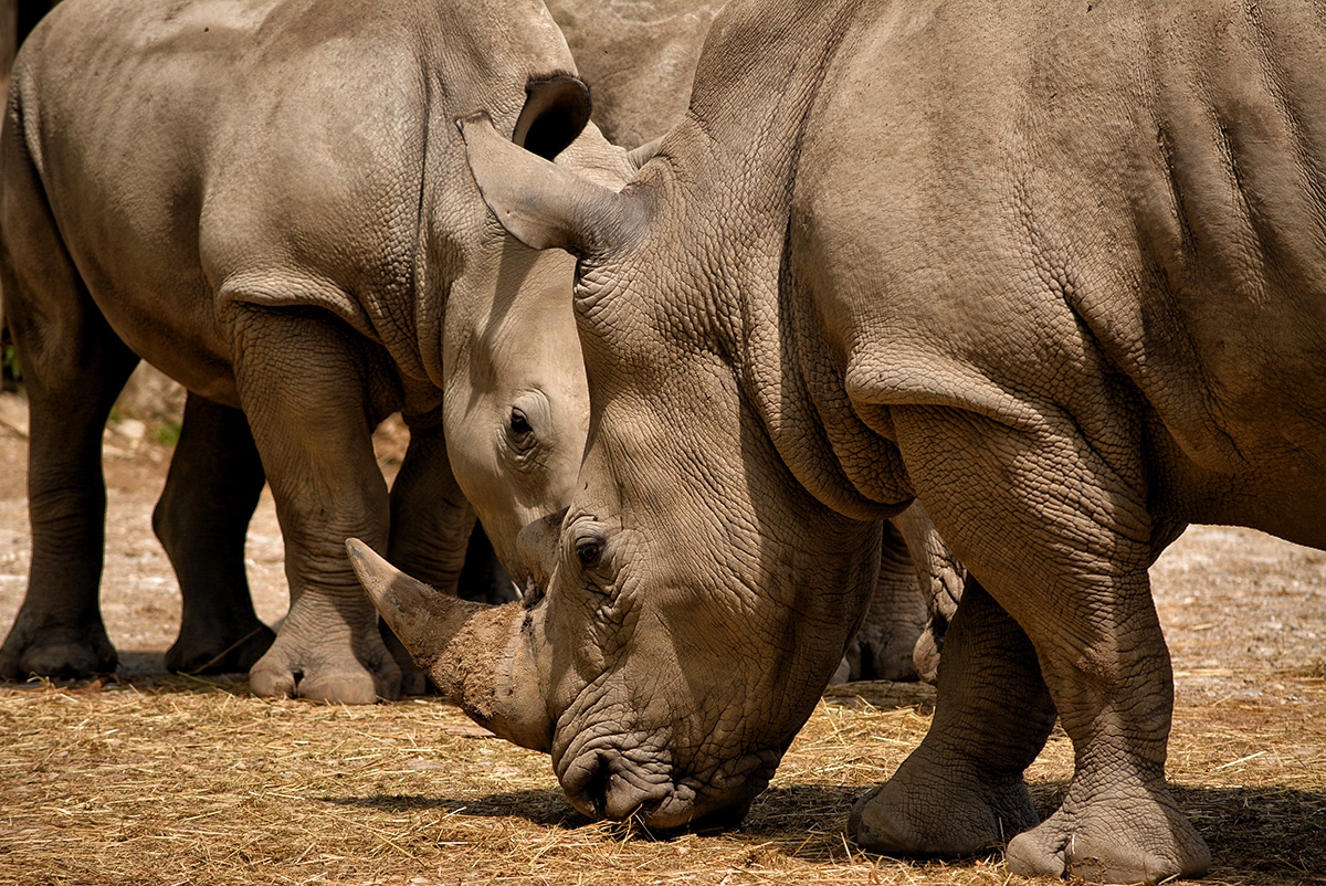 White Rhinoceros