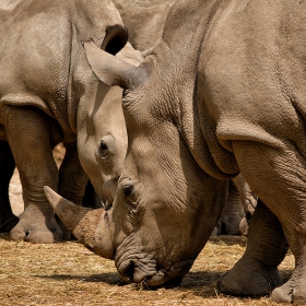 White Rhinoceros