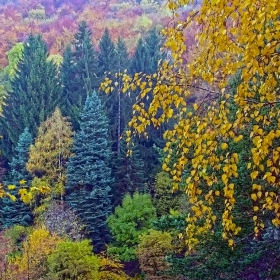 Есенна палитра