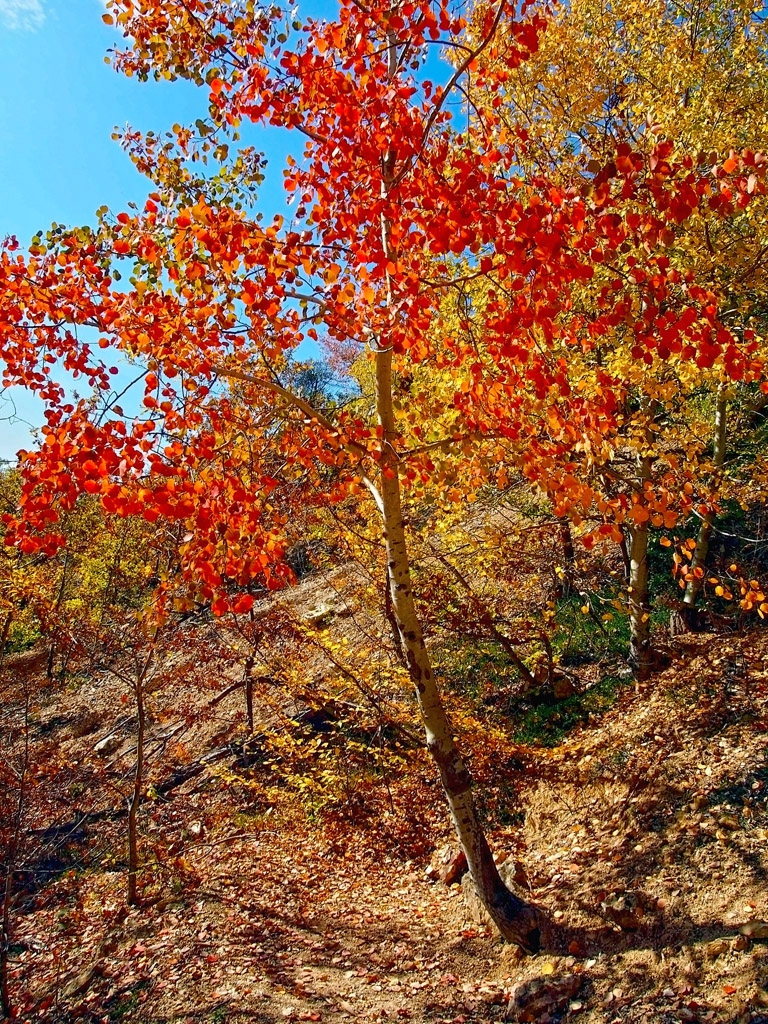 Есенни багри