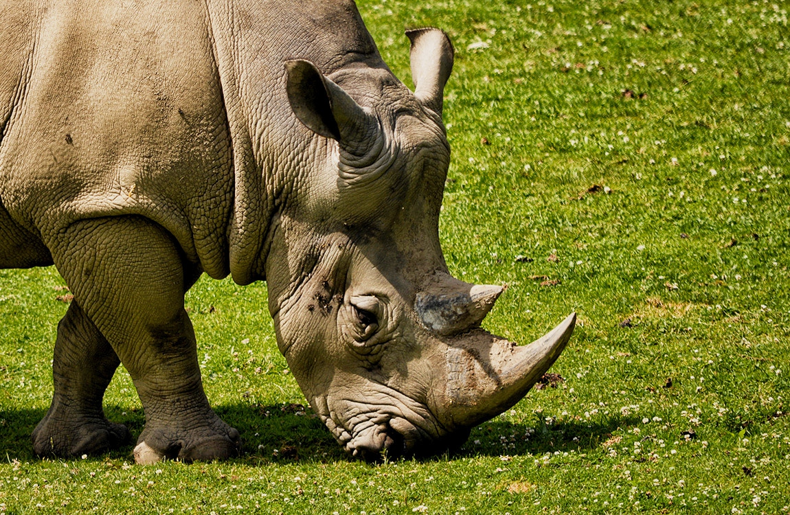 White Rhinoceros