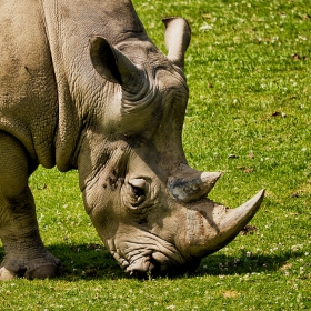 White Rhinoceros