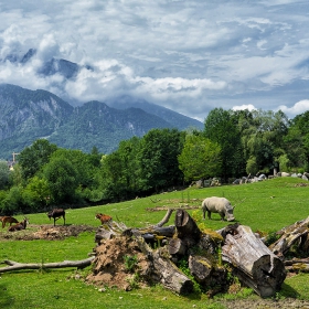 Salzburg Zoo