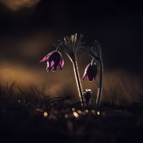 съсънка - Pulsatilla Pratensis L.