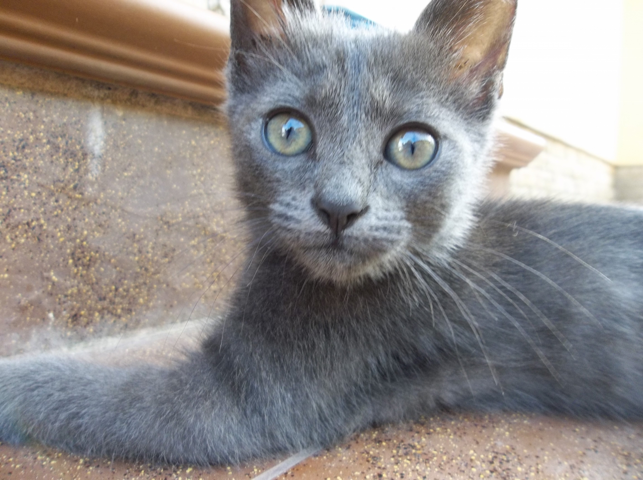 Коте