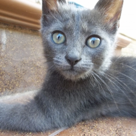 Коте
