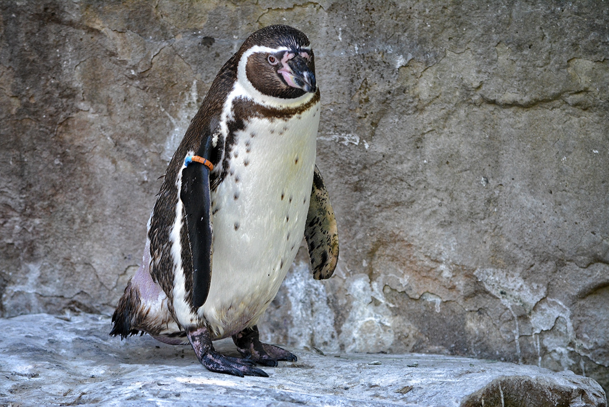 Humboldt Penguin