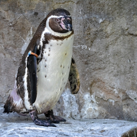 Humboldt Penguin