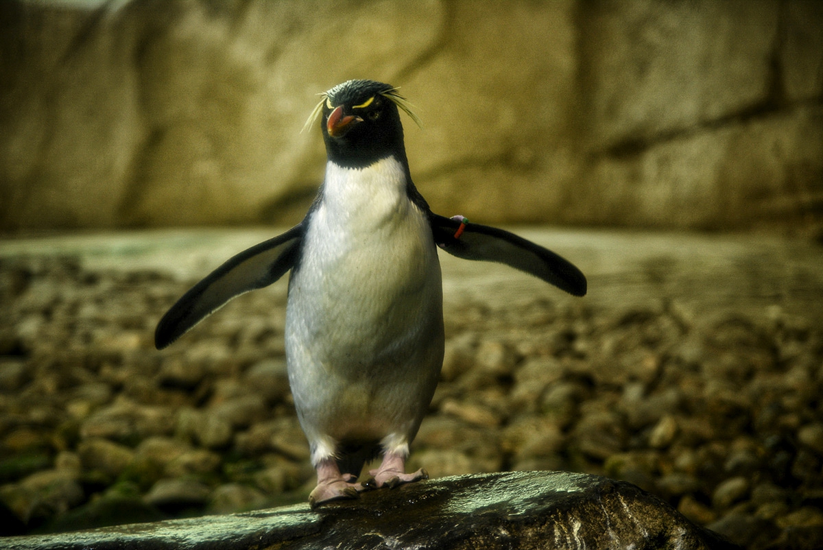 Young King Penguin