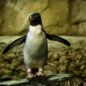 Young King Penguin