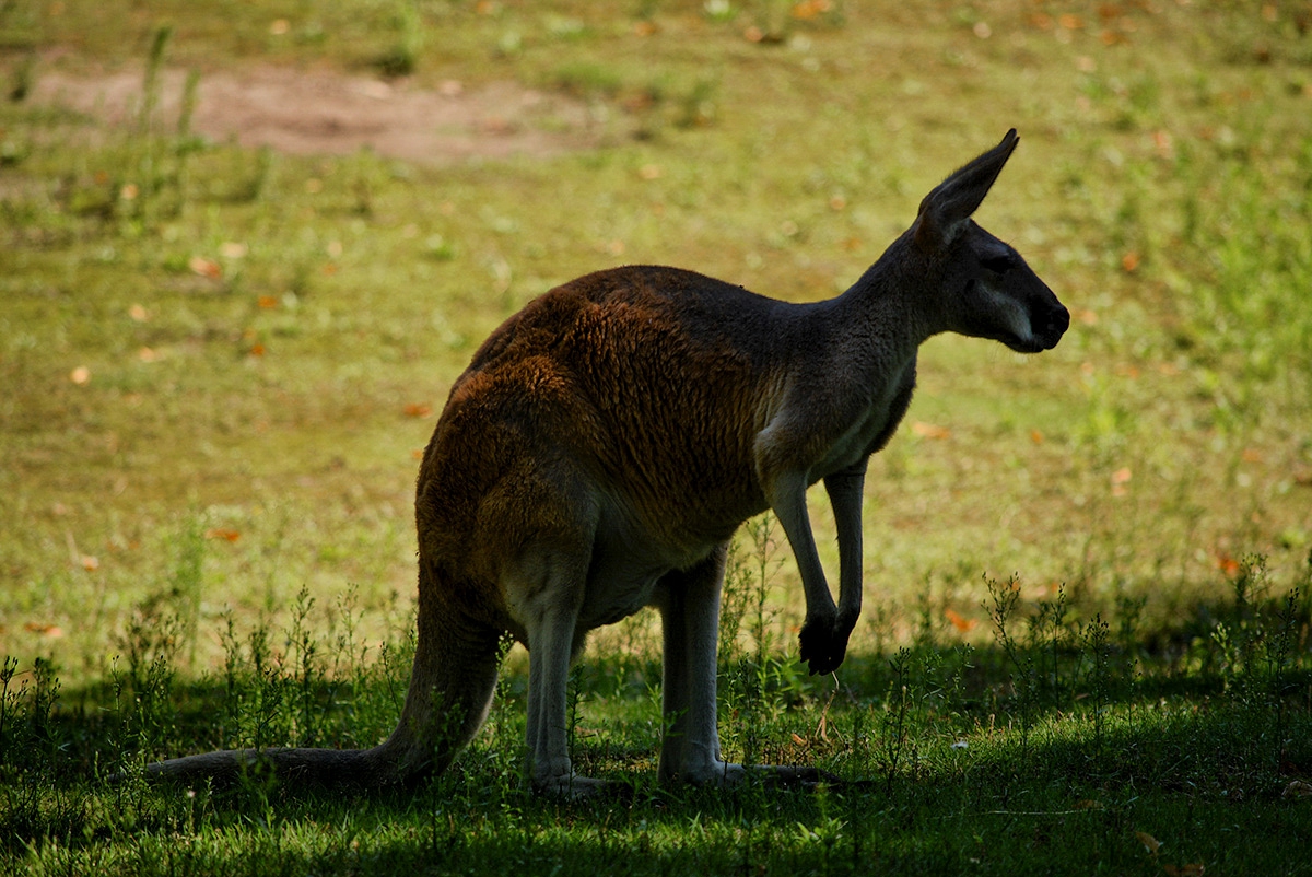 Red kangaroo