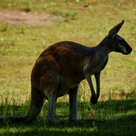 Red kangaroo