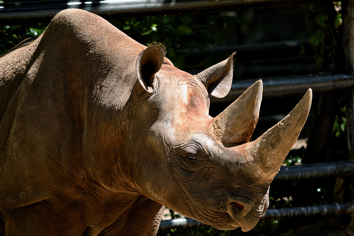 Black Rhinoceros