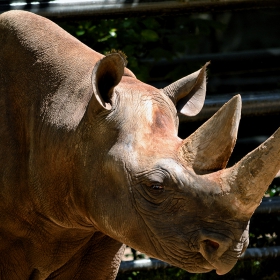 Black Rhinoceros