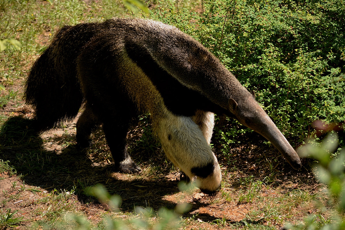 Giant Anteater