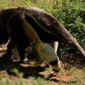 Giant Anteater