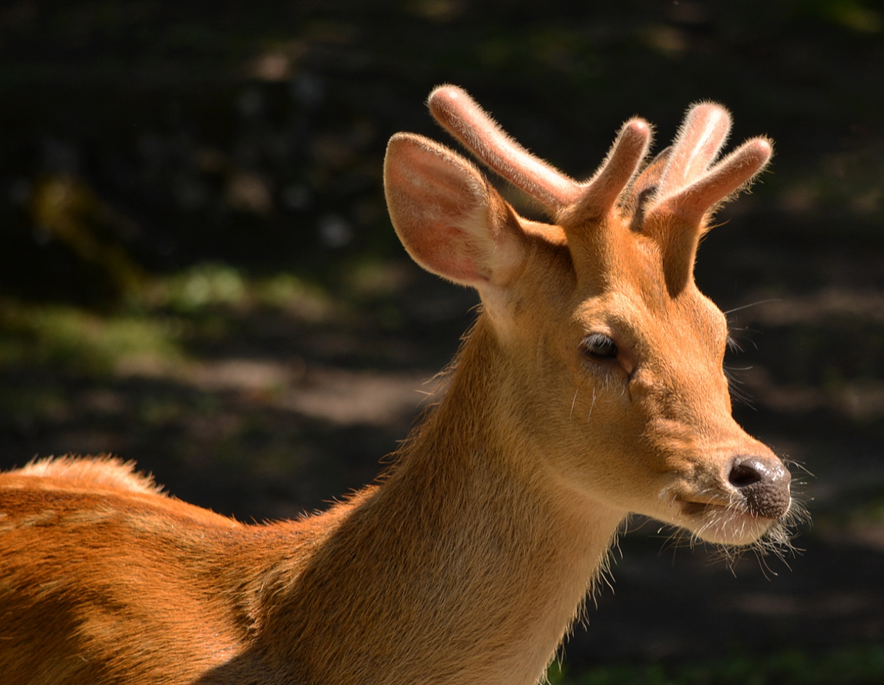 Barasingha .... блатен елен