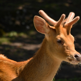 Barasingha .... блатен елен