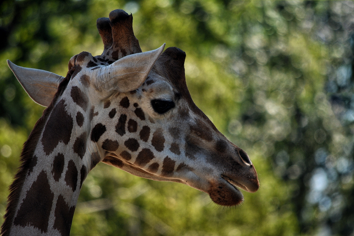 Giraffa reticulata ..... Мрежест жираф