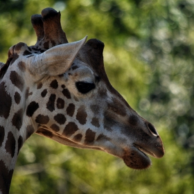 Giraffa reticulata ..... Мрежест жираф