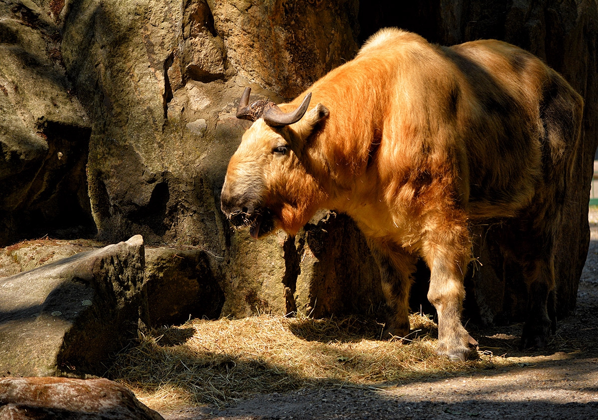 Sichuan takin