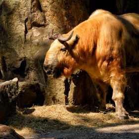 Sichuan takin