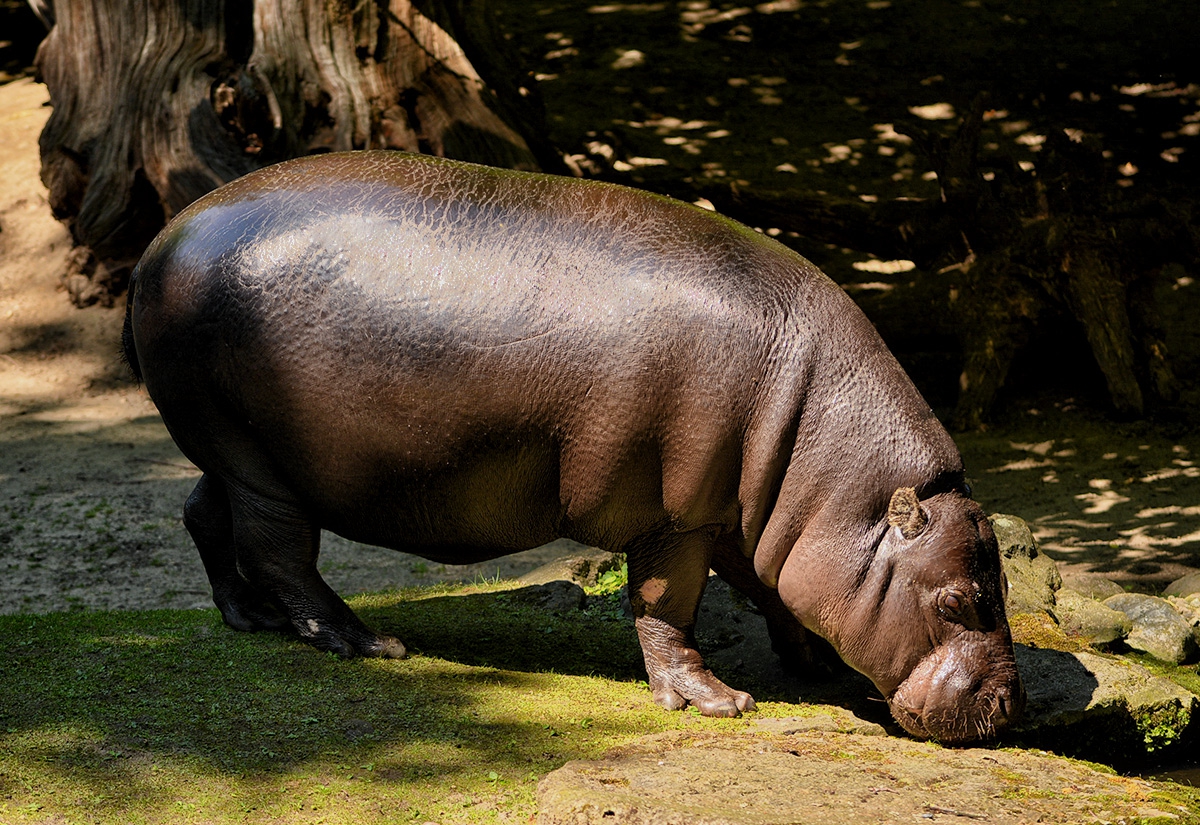 Pygmy hippopotamus ...Хипопотам джудже