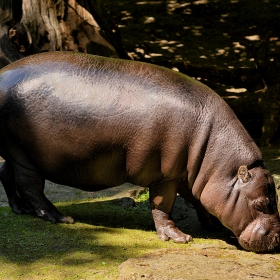 Pygmy hippopotamus ...Хипопотам джудже