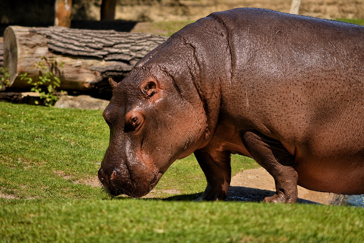 Hippopotamus amphibius