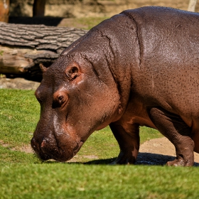 Hippopotamus amphibius