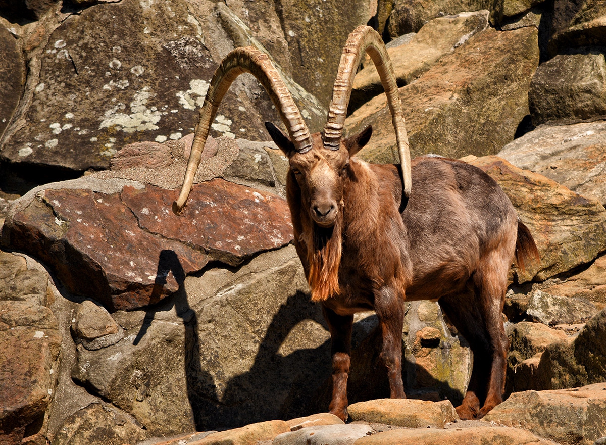 Siberian Ibex