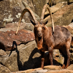 Siberian Ibex