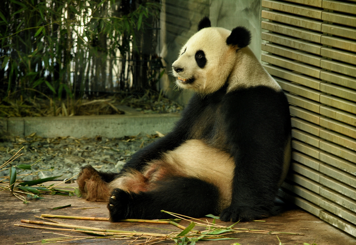 Giant Panda