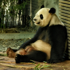 Giant Panda