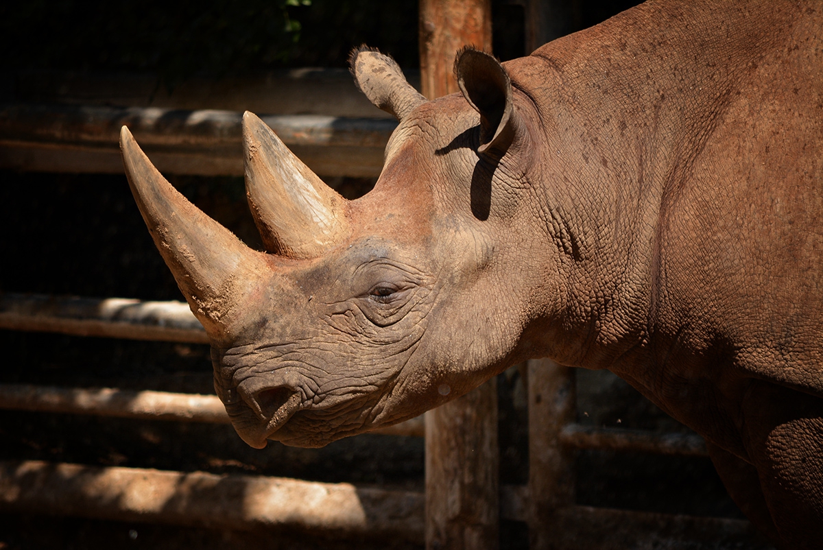 Black Rhinoceros