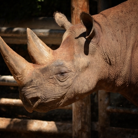 Black Rhinoceros