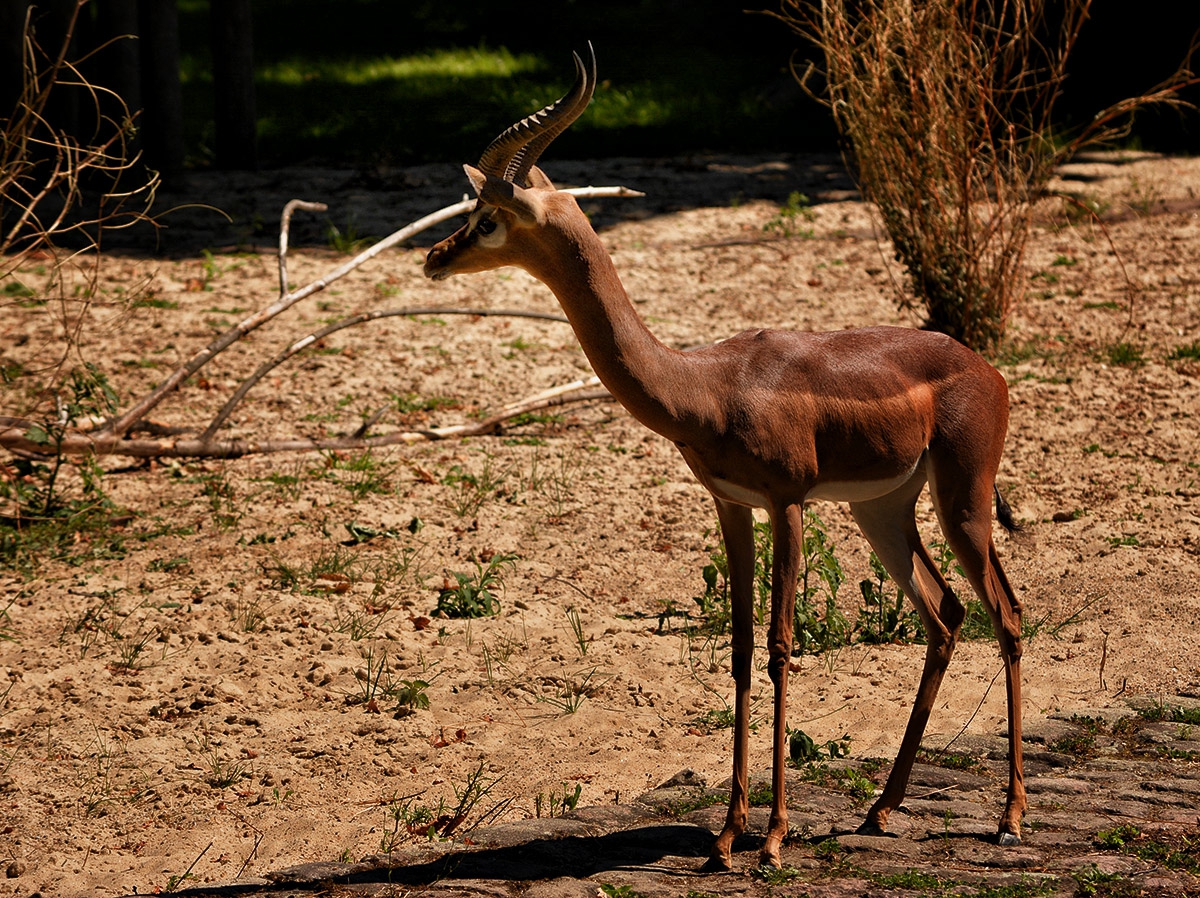 Gerenuk .... Жирафова газела