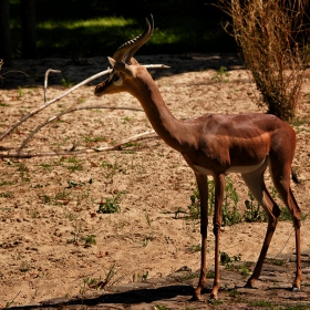 Gerenuk .... Жирафова газела