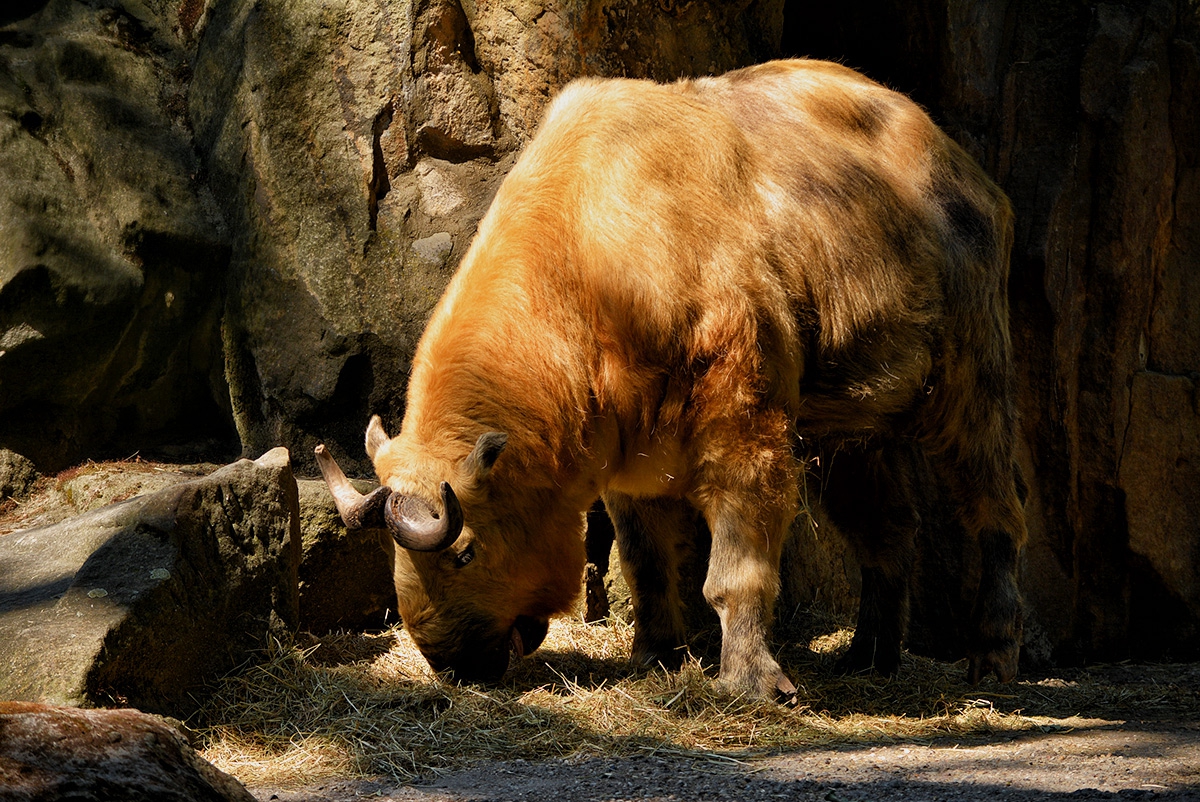 Tibetan Takin