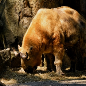 Tibetan Takin