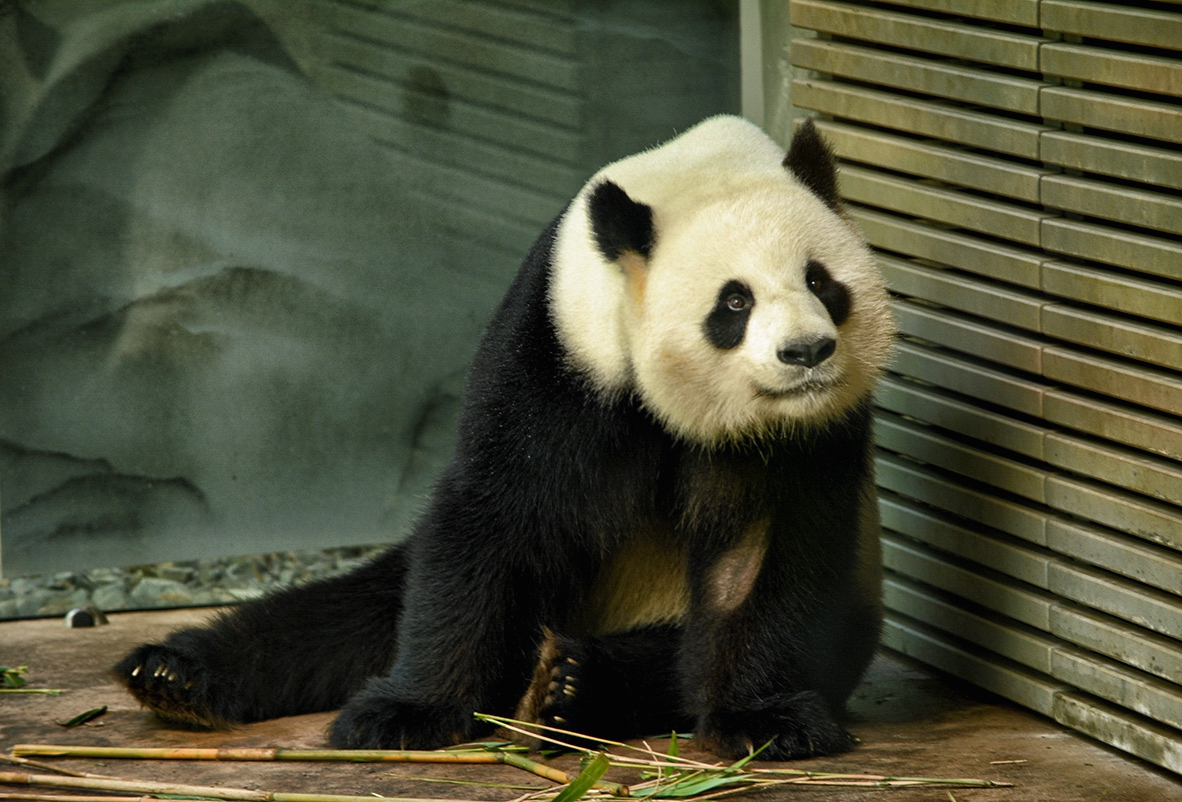 Giant Panda