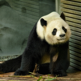 Giant Panda